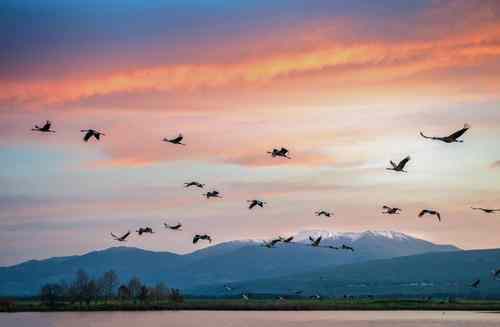 鸟类迁徙的起源