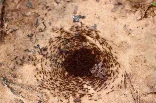 蚂蚁死亡漩涡揭秘