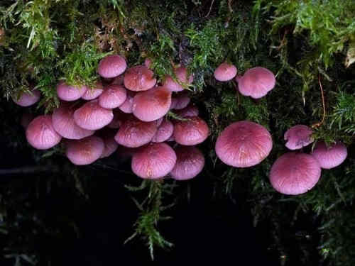常见的毒蘑菇类型