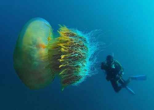巨型桶水母是什么
